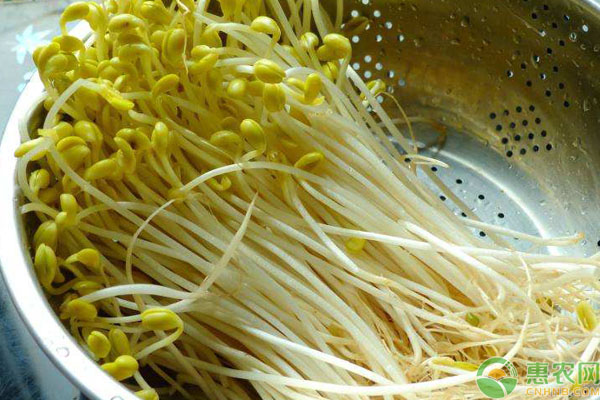 黄豆芽