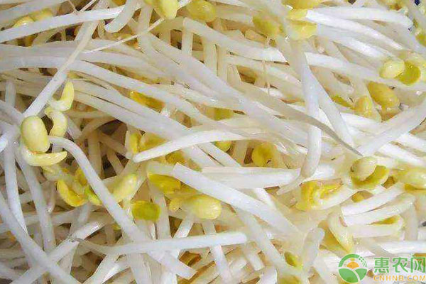 黄豆芽功效作用