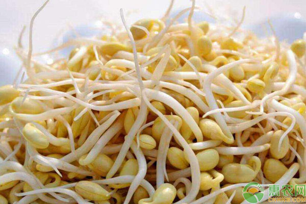 黄豆芽价格