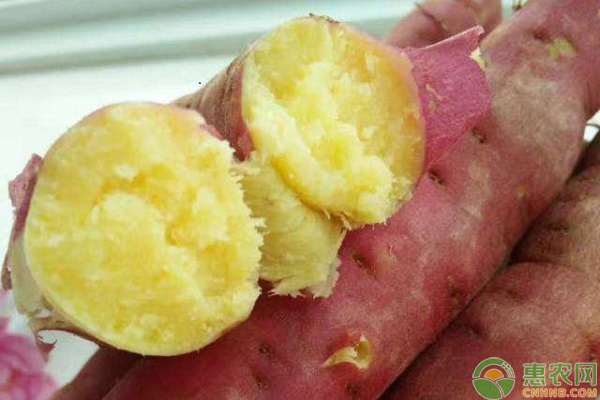板栗薯的营养功效