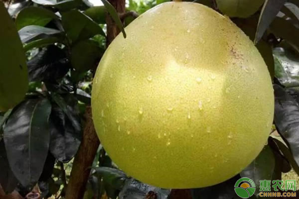 苹果柚多少钱一斤