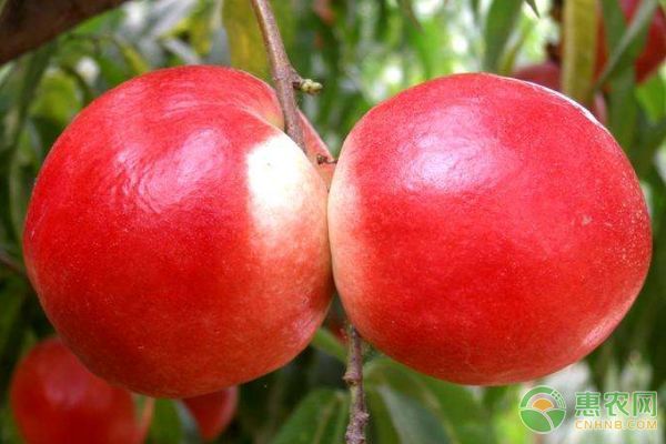 皇冠油桃价格多少钱一斤？油桃有什么功效与作用？