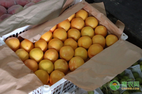 黄油桃的食用禁忌
