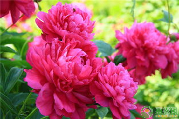 芍药价格