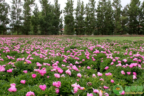 <a href='https://www.cnhnb.com/p/shaoyao/' class='j-href' target='_blank'><span style='color:#FF8001'>芍药多少钱</span></a>一棵