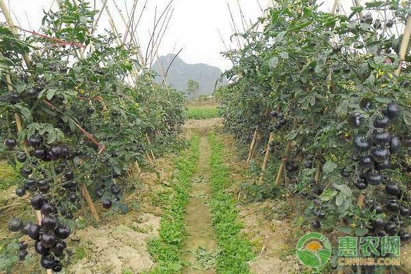 黑番茄价格多少钱一斤？黑番茄功效作用和种植前景