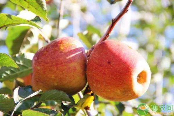 种植苹果出现果锈怎么防治？做好这几点就可以！