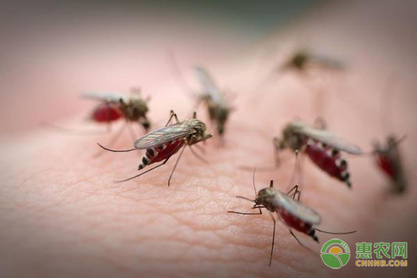 灭蚊子最有效的方法是什么？