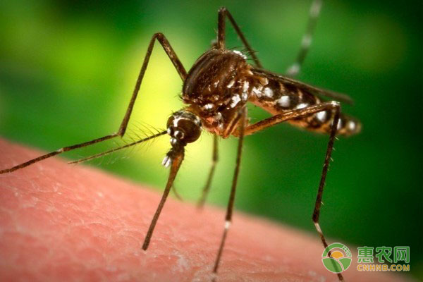 被蚊子咬后如何消肿止痒？