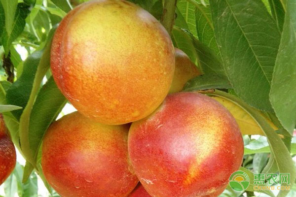 富硒油桃的高产种植技术