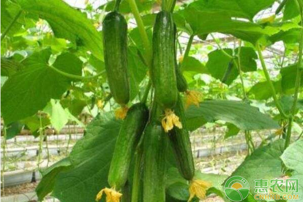 黄瓜常见品种及其生长习性