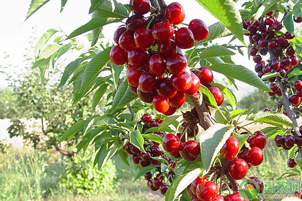 甜樱桃的栽植管理方法