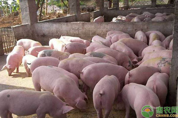 猪品种有哪些