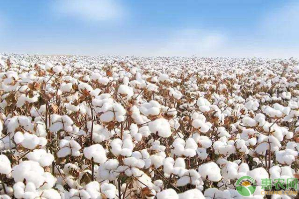 今日棉花价格多少钱一斤