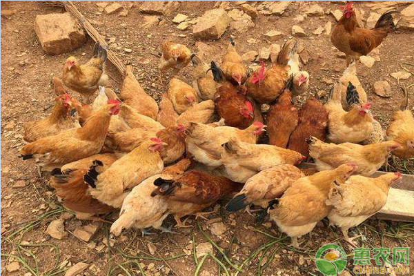 农村想要养好鸡，这八个禁忌你必须重视！
