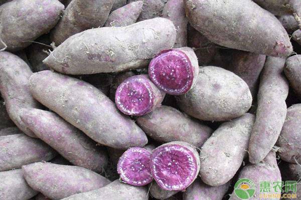 紫薯一般亩产多少斤？2019紫薯种植市场前景分析
