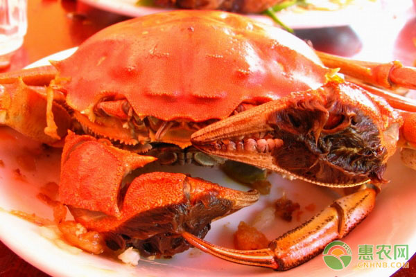 大闸蟹什么季节吃最好？该如何挑选？