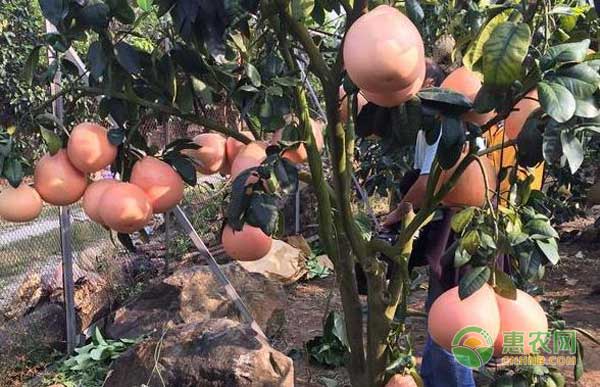 三红蜜柚价格如何？多少钱一斤？吃三红蜜柚的六大好处