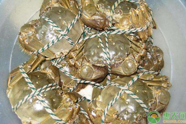 阳澄湖大闸蟹