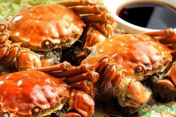 阳澄湖<a href='https://www.cnhnb.com/p/dzxo/' class='j-href' target='_blank'><span style='color:#FF8001'>大闸<a href='https://www.cnhnb.com/p/xielei/' class='j-href' target='_blank'><span style='color:#FF8001'>蟹价格</span></a></span></a>