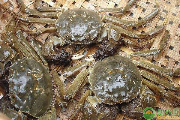 阳澄湖大闸蟹上市时间 