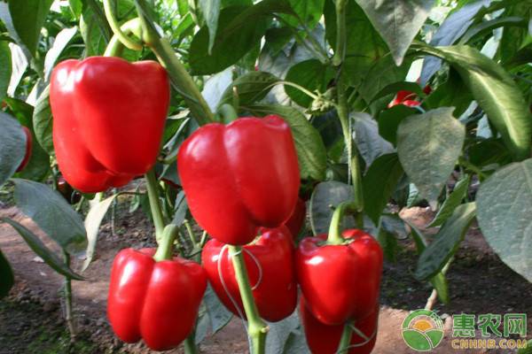 优质辣椒品种及其特性介绍