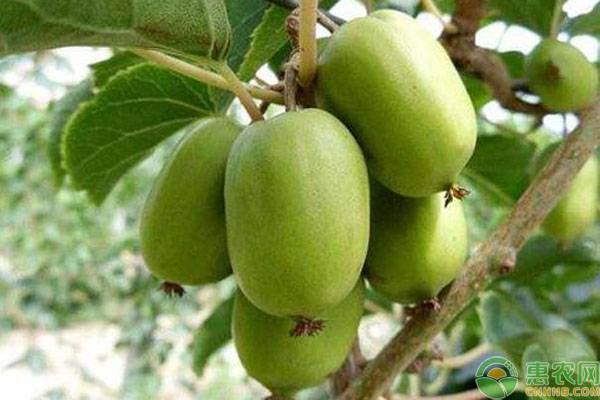软枣猕猴桃苗多少钱一棵？软枣猕猴桃适合什么地方种植？