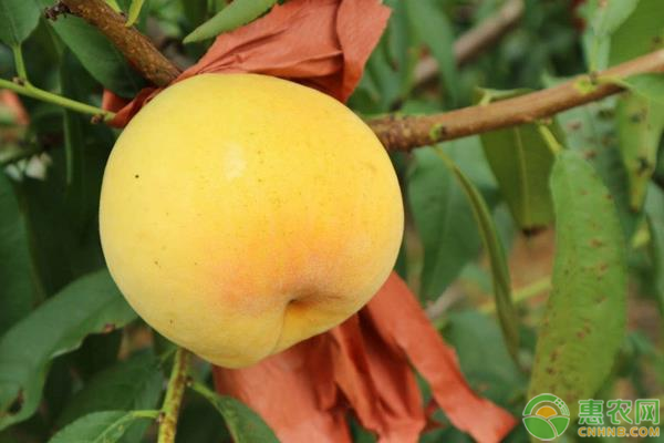 黄桃价格多少钱一斤