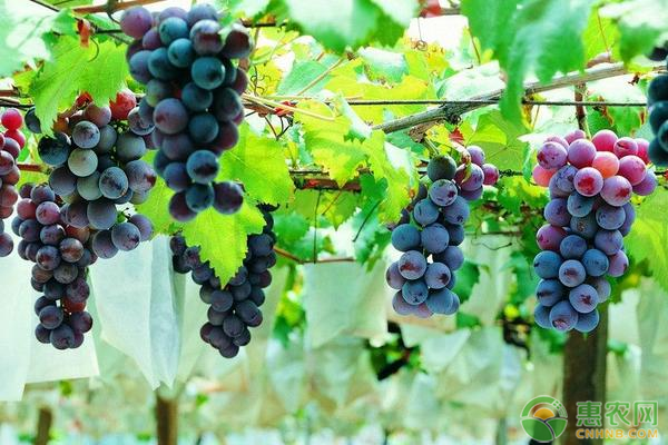 葡萄的种类和特点