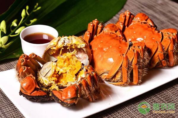 海蟹和河蟹有什么区别？海蟹食用禁忌