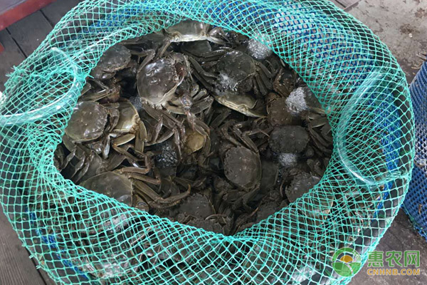 海蟹和河蟹有什么区别?