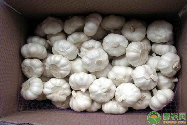 大蒜品种特征