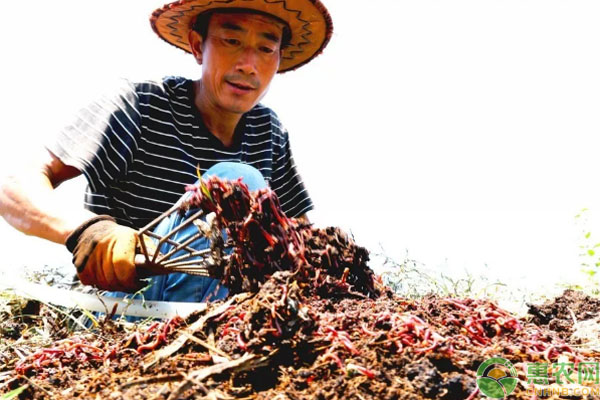 蚯蚓致富案例