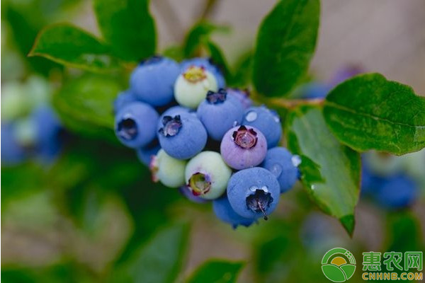 蓝莓品种哪个好吃？