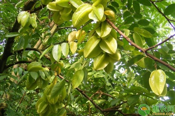 杨桃的种植管理方法