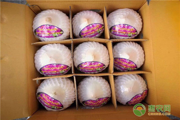 泰国香水椰价格多少钱一箱？它有什么特点？