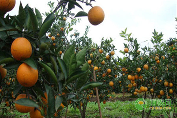 血橙主要种植的三个优良品种介绍