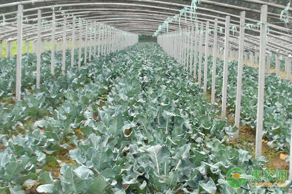 八月种植什么？这五大蔬菜产量高，经济效益可观！