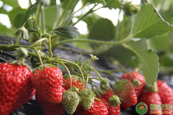 红颜草莓的栽培技术