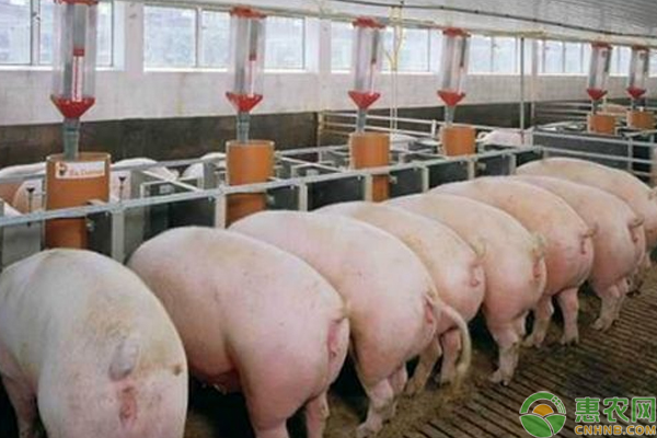 土杂猪的养殖技巧