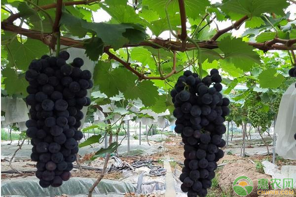 夏黑葡萄的栽培技术