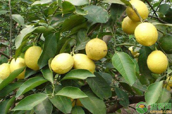 尤力克柠檬的高产栽培技术