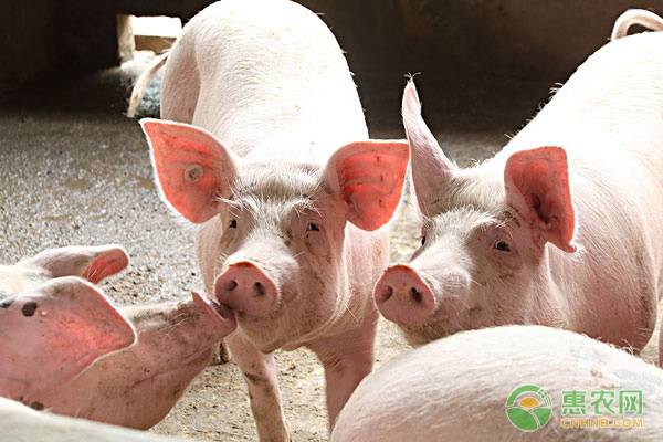 宜昌现在猪价怎样？猪肉涨价后为何鸡蛋、其他肉类价格也涨