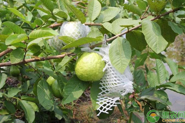 白心番石榴价格