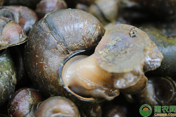 淡水螺多少钱一斤？人工养殖淡水螺前景及效益分析