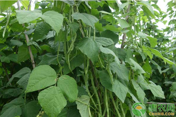 紫花四季豆价格