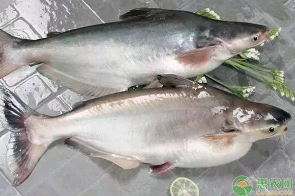 巴沙鱼价格多少钱一斤？巴沙鱼养殖技术有哪些？