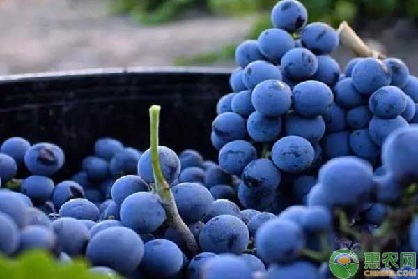 红酒葡萄品种的主要特征