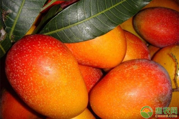 芒果品种甜度排行