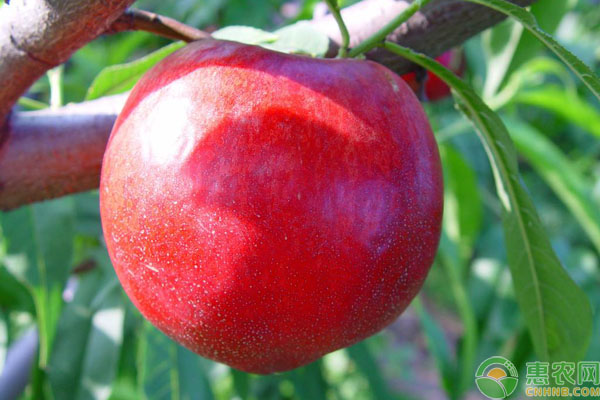 甜度最高的桃子是哪个品种？中国最甜的桃子排行榜